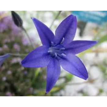 Blue Lily Flower